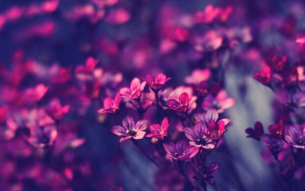 Small purple and pink blossoms bloom vibrantly against a soft, blurred background