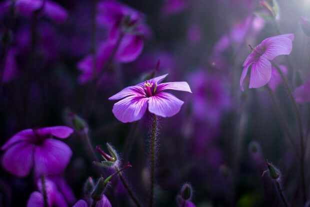 Purple flower radiates light, petals unfurling in soft focus, surrounded by deep violet foliage