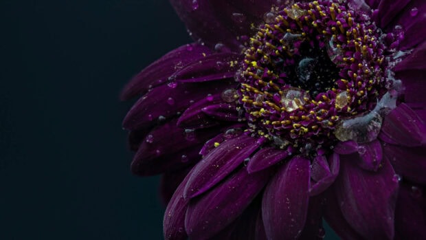 Gerbera petal surface collects dewdrops, highlighting its vibrant purple and yellow pollen against a dark background