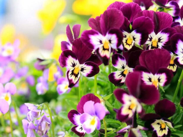 Purple and white pansies with yellow centers cluster together, their vibrant petals creating a rich tapestry of colors