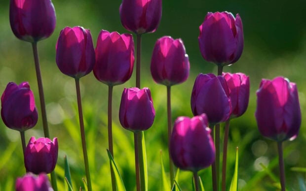 Deep purple tulips stand tall, their vibrant petals illuminated by golden sunlight against a blurred green backdrop