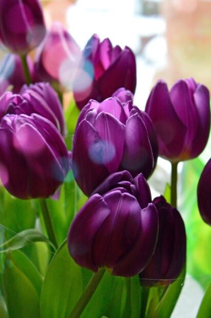 Deep purple tulips stand upright, reflecting soft indoor light, their petals tightly closed in a vibrant cluster