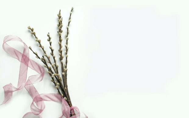 Pussy willow branches gather, adorned with a delicate pink ribbon against white
