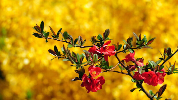 A branch of vibrant red quince blooms extends across the frame, standing out against a luminous, golden yellow background