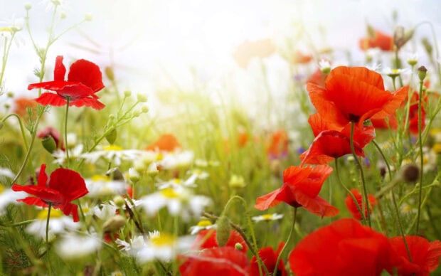 Red poppies and white daisies stand tall in a sun-drenched field, their petals glowing under bright light