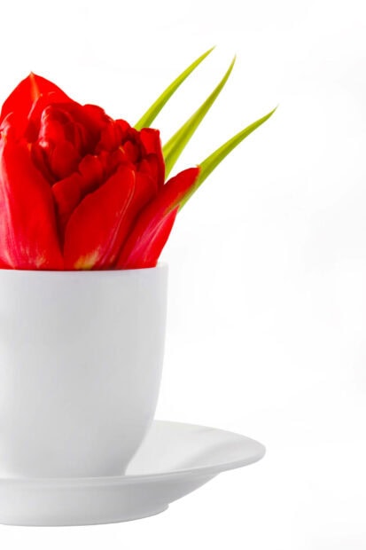 A vibrant red tulip blooms from inside a pristine white teacup on a matching saucer, set against a bright, clean background