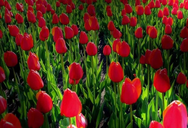 Red tulip bulbs emerge from green leaves in neat rows, casting subtle shadows across a cultivated field