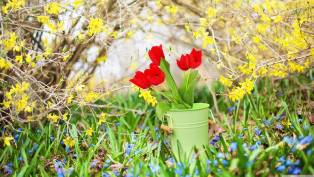 Red tulips stand upright in a light green bucket, resting amidst blue scilla flowers, with yellow forsythia branches blooming in the background