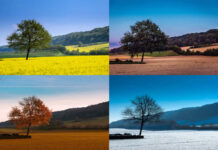 A lone tree stands through four distinct seasons, transforming from vibrant bloom to winter's embrace