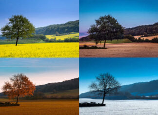 A lone tree stands through four distinct seasons, transforming from vibrant bloom to winter's embrace