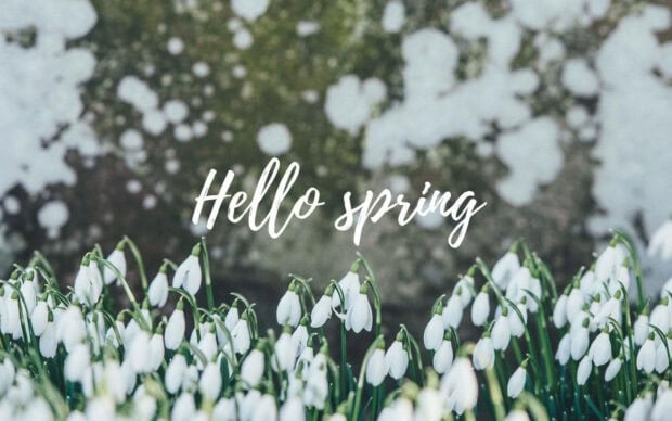 White snowdrop flowers emerge from the ground, with 
