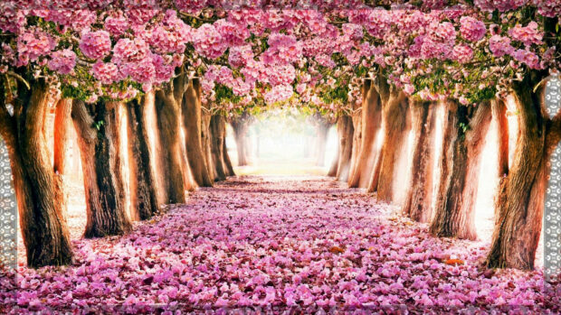 Spring computer wallpaper hd desktop a beautiful spring tree alley with blooming pink flowers covering the ground and branches