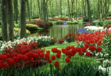 Spring computer wallpaper hd desktop a colorful spring garden filled with blooming tulips and flowers alongside a calm river