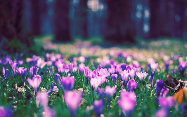 Spring computer wallpaper hd desktop a field of vibrant purple spring flowers blooming in a sunlit forest clearing