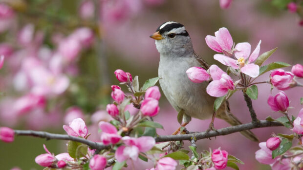 Spring computer wallpaper hd desktop a small bird perched on a branch surrounded by pink spring blossoms