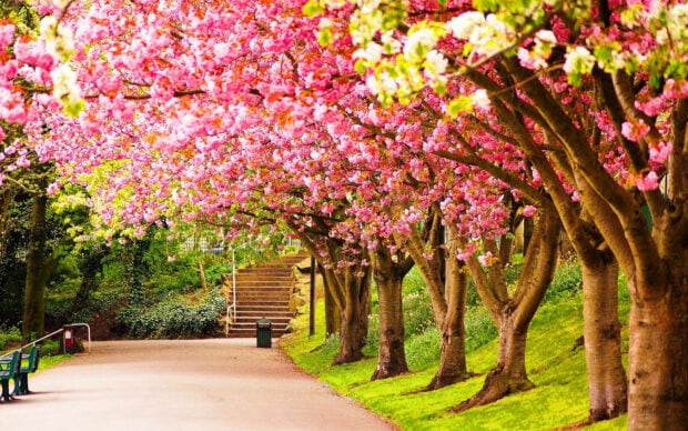 Spring computer wallpaper hd desktop a spring garden with blossoming cherry trees lining a peaceful path in high definition