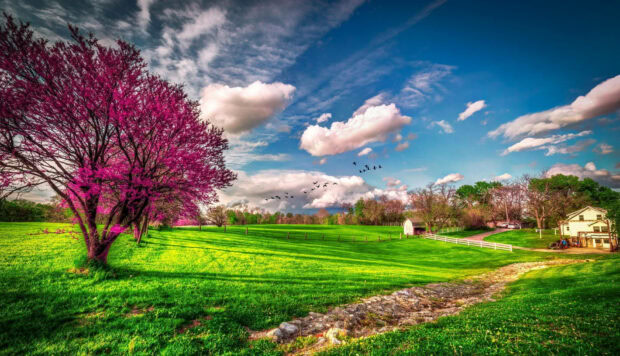 Spring computer wallpaper hd desktop a spring landscape with colorful blossoms and green fields under a bright sky