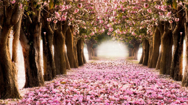 Spring computer wallpaper hd desktop a spring path covered with blooming cherry blossoms among tall trees in a peaceful garden