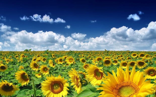 Spring computer wallpaper hd desktop a vast field of sunflowers under a bright blue spring sky