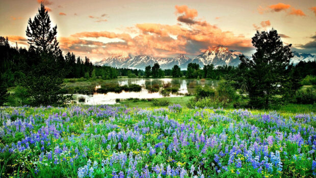 Spring computer wallpaper hd desktop a vibrant field of lupine blooming in spring with mountain ranges in the background