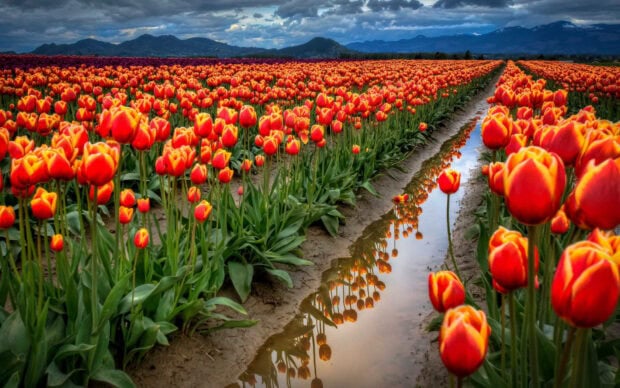 Spring computer wallpaper hd desktop a vibrant field of tulips in spring with mountains in the background reflecting in water