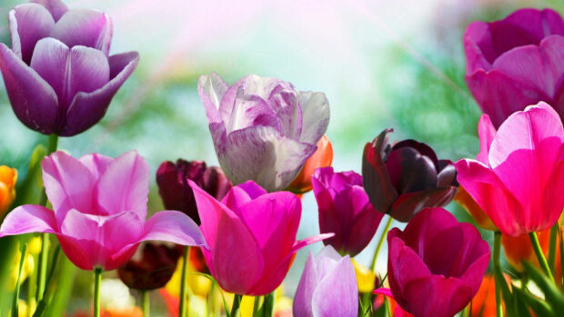 Spring computer wallpaper hd desktop beautiful tulip spring field with vibrant colorful flowers in bloom
