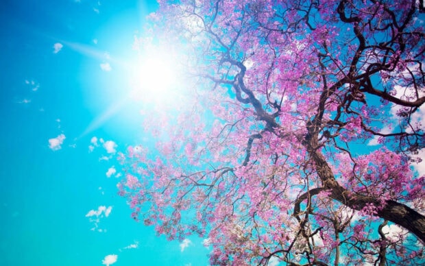Spring computer wallpaper hd desktop bright sunlight shining through blooming spring tree branches
