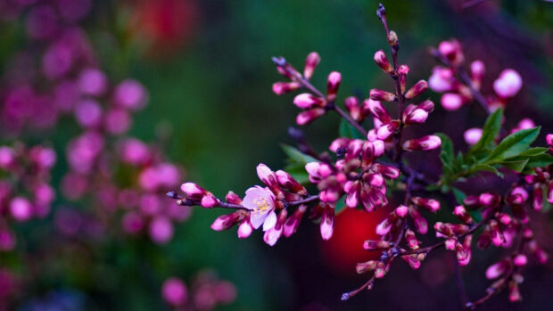 Spring computer wallpaper hd desktop close up of spring buds blossoming in vibrant colors on branches