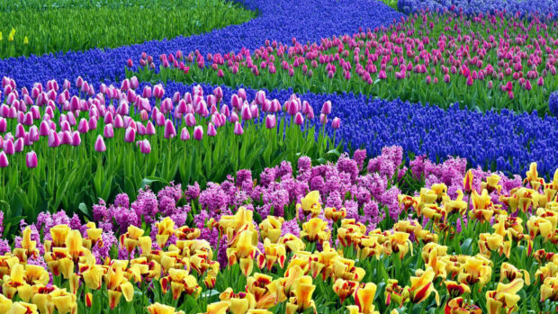 Spring computer wallpaper hd desktop colorful spring tulip and hyacinth field with fresh blooming flowers in vibrant colors