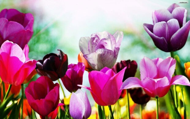 Spring computer wallpaper hd desktop colorful spring tulip blossoms in a bright garden field
