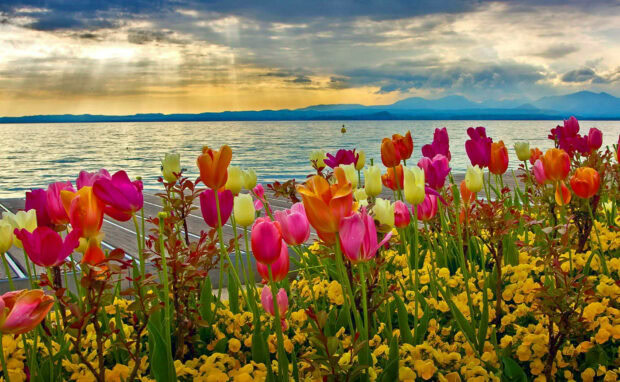 Spring computer wallpaper hd desktop colorful tulips blooming by the lake in vibrant spring nature