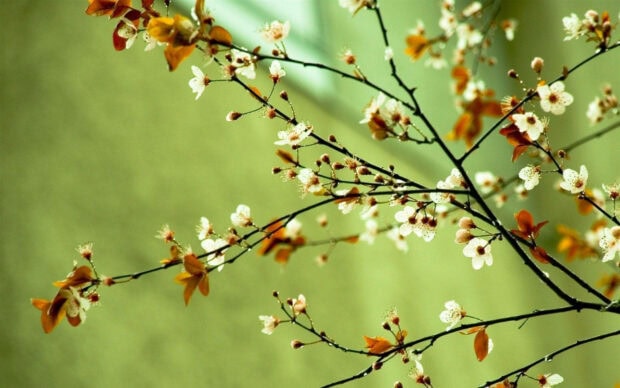 Spring computer wallpaper hd desktop delicate spring blossoms on slender branches with fresh leaves