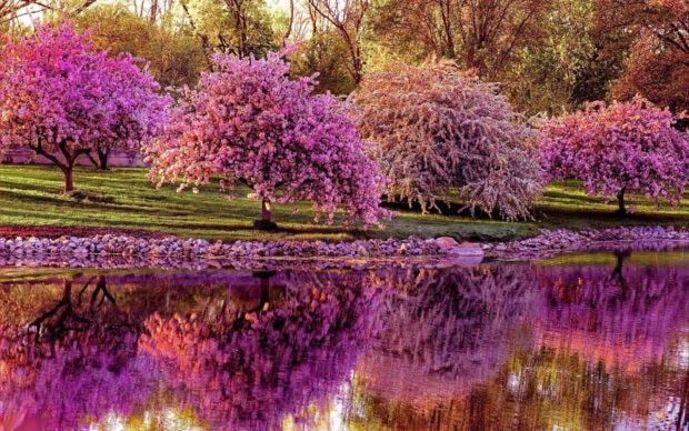 Spring computer wallpaper hd desktop pink blossom trees in spring colorful nature reflecting in calm water scene