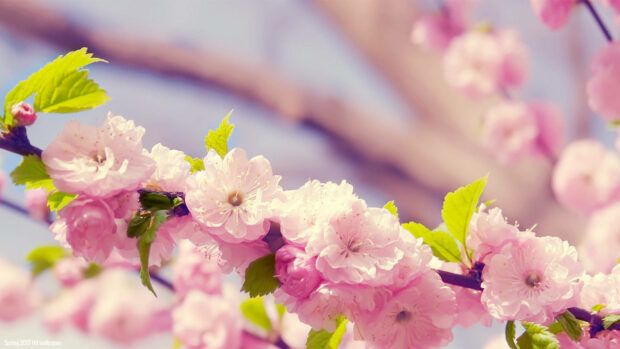 Spring computer wallpaper hd desktop pink blossoms and fresh green leaves on a branch in spring season