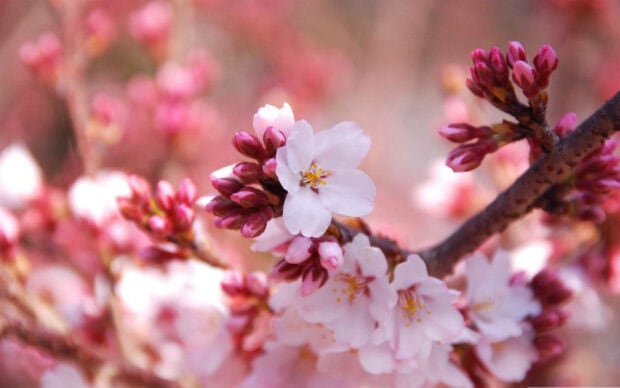 Spring computer wallpaper hd desktop pink cherry blossom buds blooming in spring season