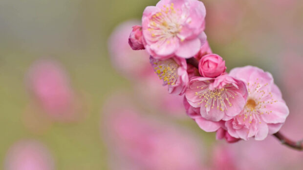 Spring computer wallpaper hd desktop pink cherry blossom buds blooming in spring season 1
