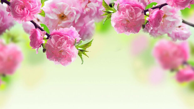 Spring computer wallpaper hd desktop pink cherry blossom flowers on branches in spring nature scenery