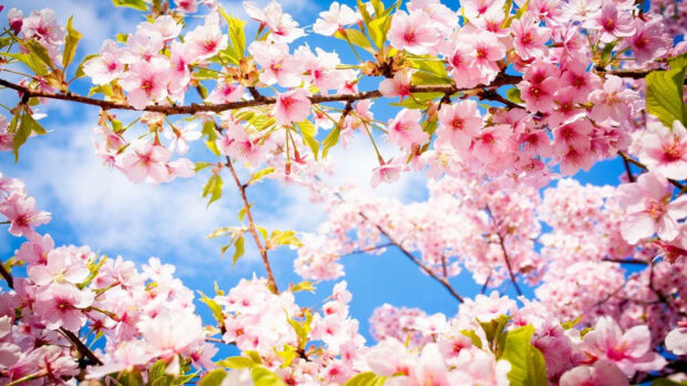 Spring computer wallpaper hd desktop pink cherry blossoms blooming in spring under a bright blue sky