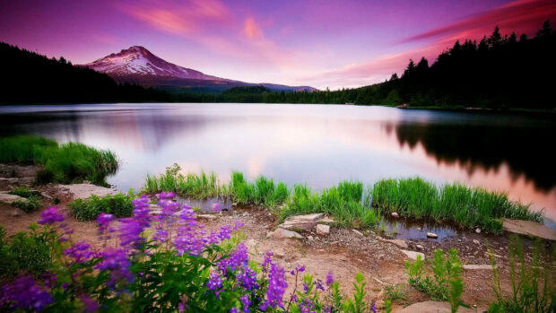 Spring computer wallpaper hd desktop purple flowers grow near the lake in spring season
