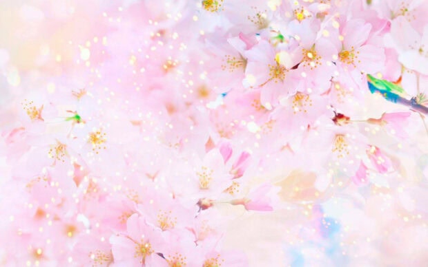 Spring computer wallpaper hd desktop soft spring blossoms with delicate pink petals and fresh new growth