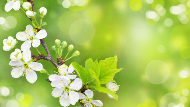 Spring computer wallpaper hd desktop white spring blossoms on tree branch with fresh green leaves