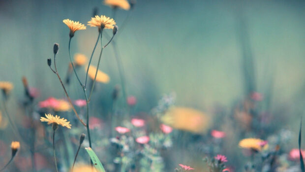 Spring computer wallpaper hd desktop yellow flowers in a field with fresh spring colors and soft focus