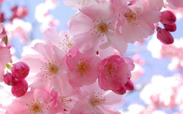 Spring computer wallpaper hd laptop beautiful spring blossoms with delicate pink flowers in vibrant nature