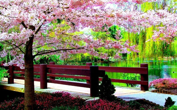 Spring computer wallpaper hd laptop pink cherry blossom tree beside a wooden bridge in spring nature scene