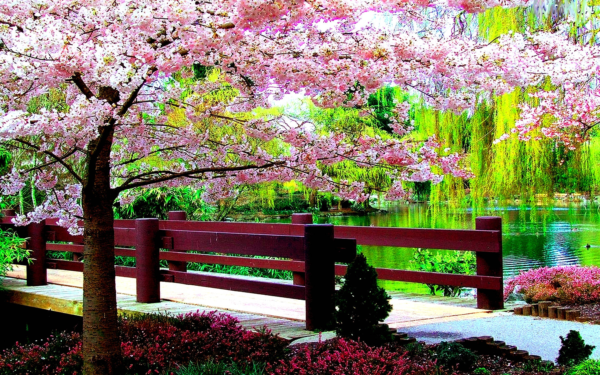 Spring Flower Computer Wallpaper HD - PixelsTalk