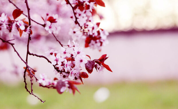 Spring computer wallpaper laptop pink cherry blossom tree with fresh spring leaves in soft sunlight