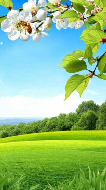 Spring flower iphone wallpaper hd iphone a bee gathering nectar on spring flower branches surrounded by green leaves and blue sky