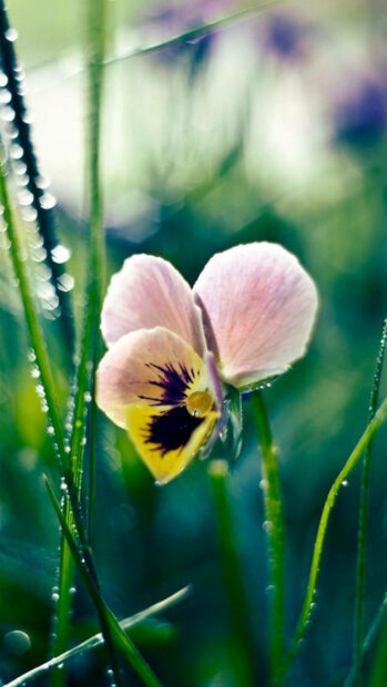 Spring flower iphone wallpaper hd iphone a close up of spring flower showing pink and yellow petals surrounded by green grass blades with dew drops