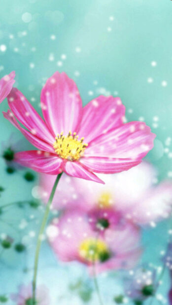 spring flower iphone wallpaper