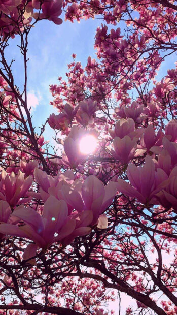 Spring flower iphone wallpaper hd iphone blooming spring flower branches with sunlight shining through the petals